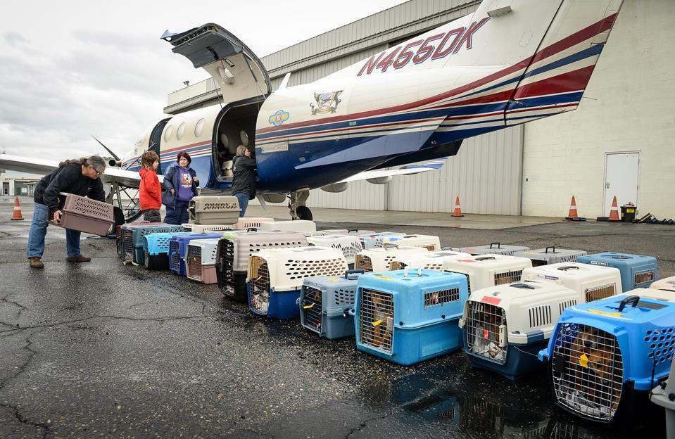 Pet Ground Transport