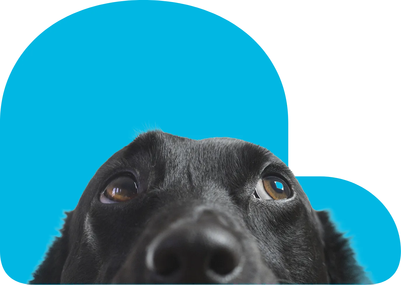 Pet Relocation